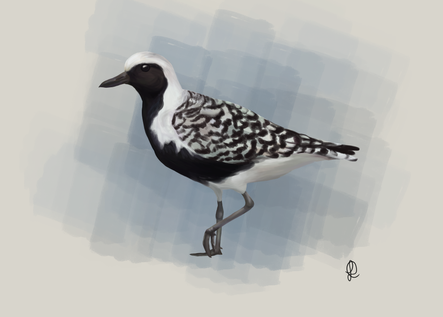 batuituçu de axila preta.png