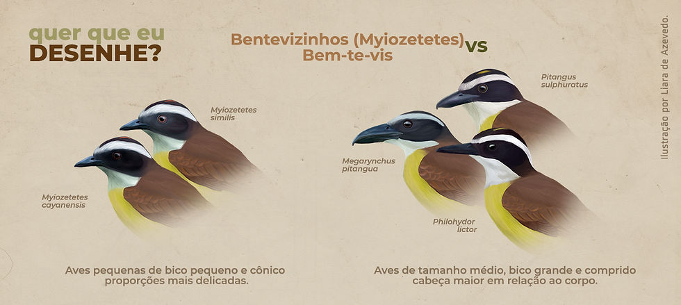 difereças entre bentevizinhos e bem-te-vis