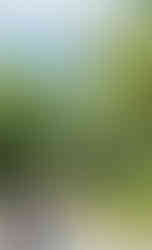 Oficina de observação de aves na Escola Municipal em Marliéria - Projeto Eu Passarinho