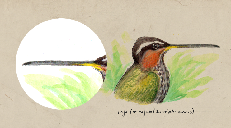 Bico aves nectarívoras beija-flor