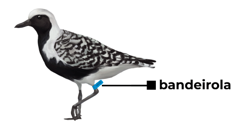 bandeirola - batuiruçu (Pluvialis dominica) - ilustração Liara de Azevedo