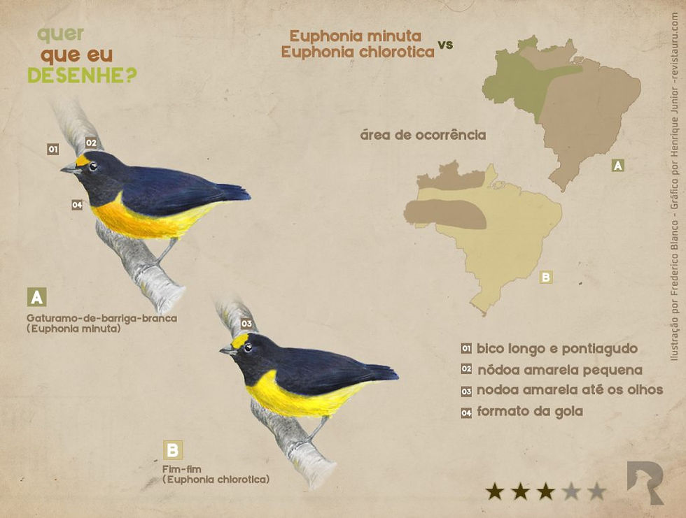Euphonia minuta e euphonia chlorotica