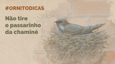 #2 Ornitodicas – Não tire o passarinho da chaminé!