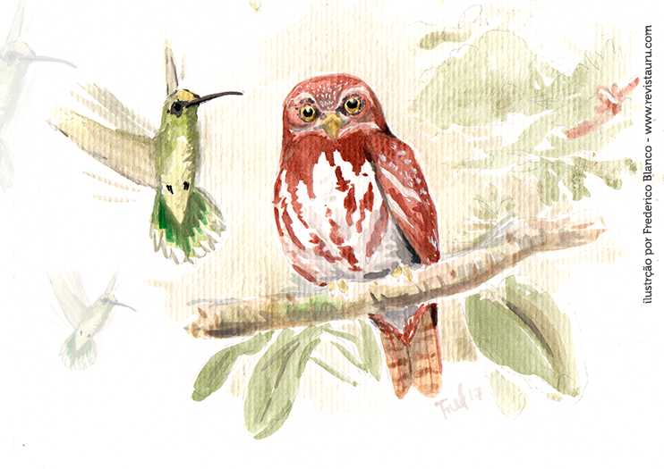 mobbing cabure glaucidium brasilianum