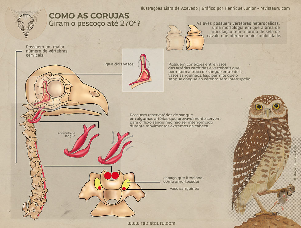 Como as corujas giram tanto o pescoço? Adaptações para um giro de 270 graus