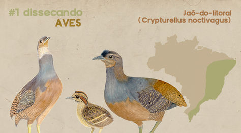 #1 Dissecando aves: Conheça o Jaó-do-sul (Crypturellus noctivagus)