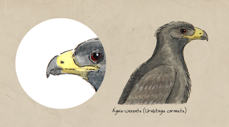 Bico aves de rapina Águia cinzenta ilustração