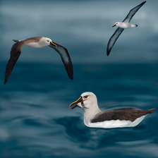 Thalassarche chlororhynchos.png