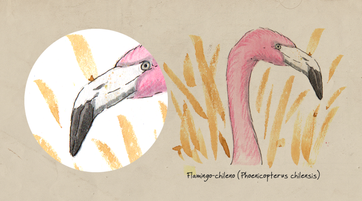 Bico filtrador Flamingos