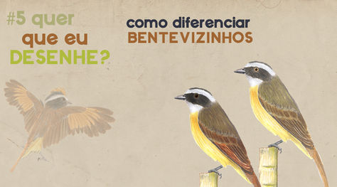 #5 Quer que eu desenhe?  – Como diferenciar Bentevizinhos (Myiozetetes)