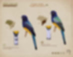 Como diferenciar os machos de Trogon viridis e Trogon surrucura aurantius