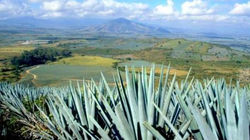 ruta del tequila