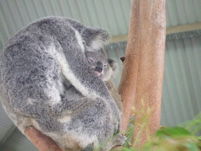 New ‘umbrella’ species would massively improve conservation