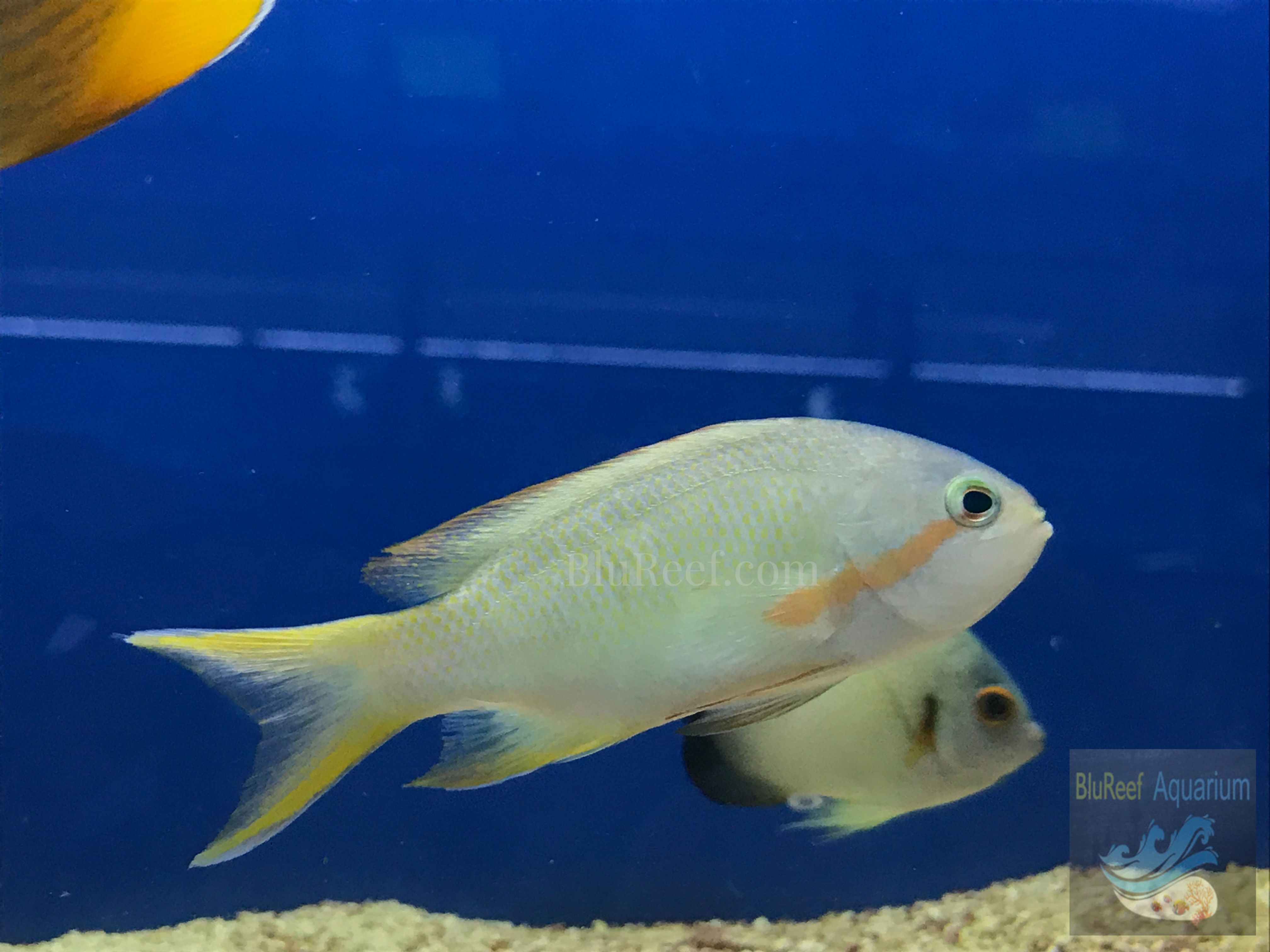Huchtii RedCheek Anthias (Pseudanthias huchtii)