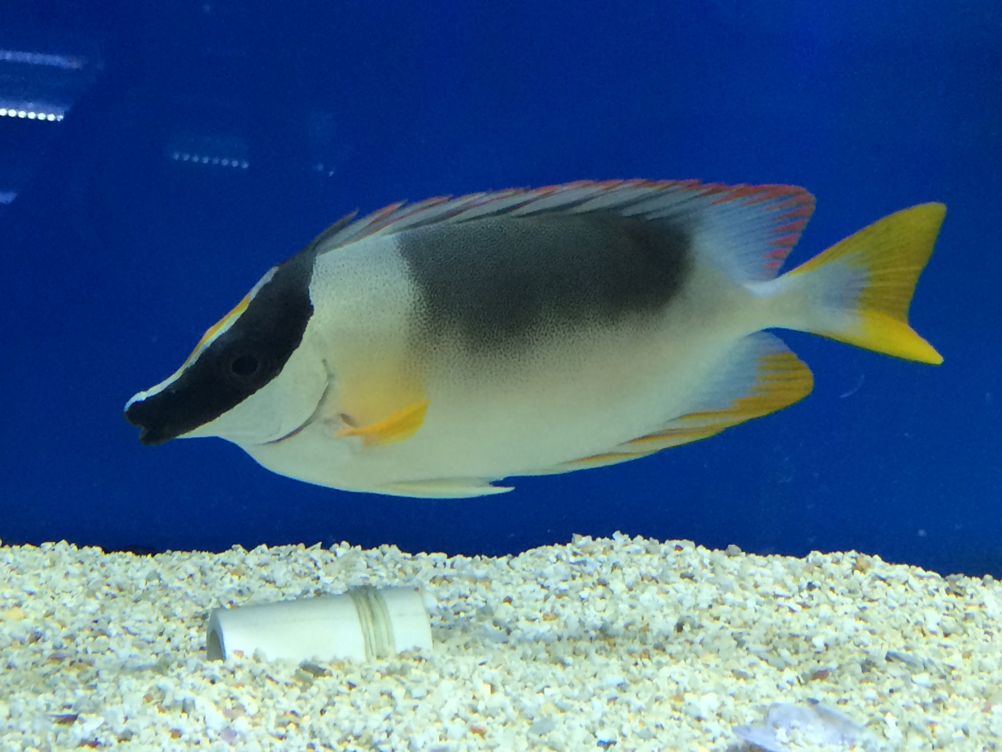 Magnificent Rabbitfish