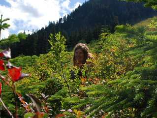 How to pick huckleberries in the Pacific Northwest