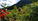 How to pick huckleberries in the Pacific Northwest