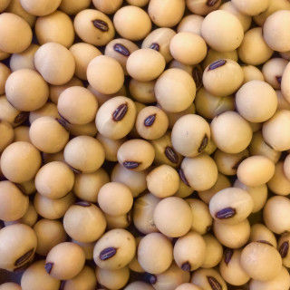 Hart R2X Soybeans