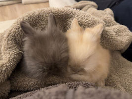 Join Our Rabbit Community: Tips, Photos, and Videos