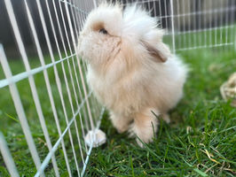 Adorable Rabbit Photos & Videos: Cutest Bunnies Online