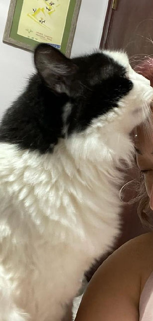 Stevie Nicks the cat.jpg