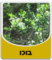 תמונה לאבקת בורקס