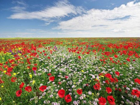 apimelis miel abeille ruche apiculture fleur pollinisation environnement