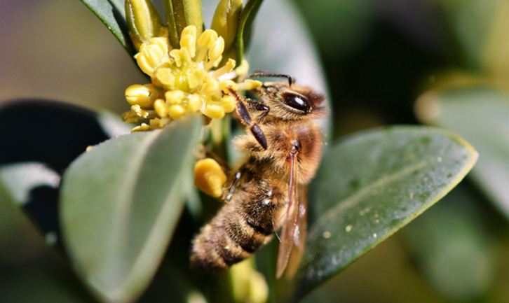 apimelis miel abeille ruche apiculture pollinisation