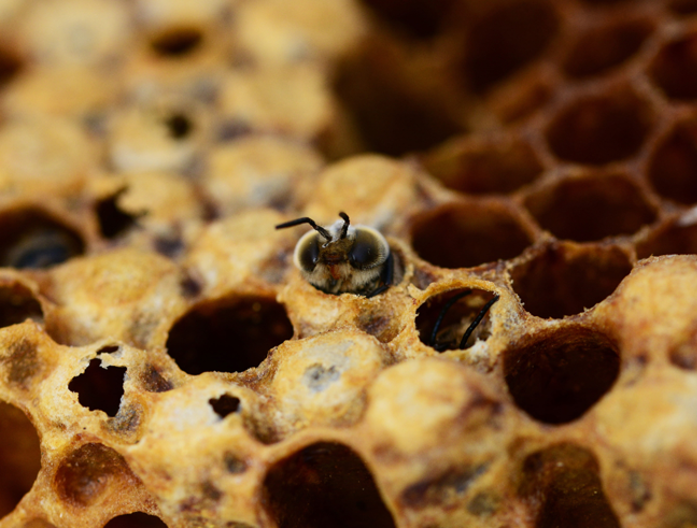 apimelis miel abeille ruche apiculture reine