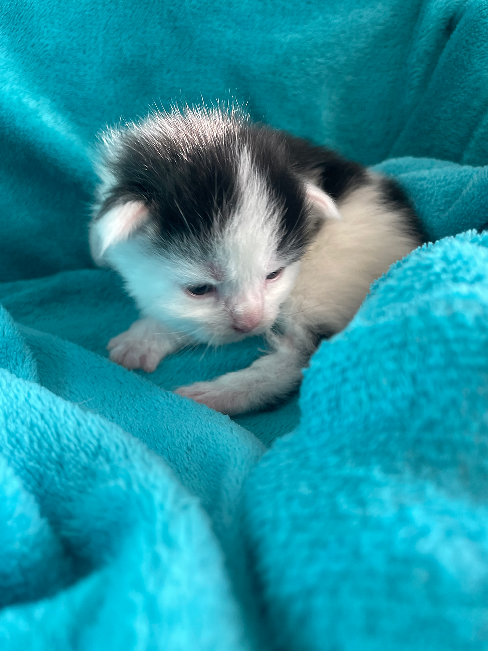 Axton du Domaine d'Eliko