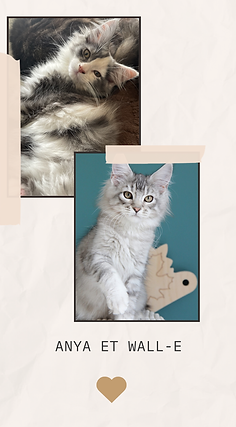 Projet de portée Maine Coon LOOF 2027 entre Anya et Wall-E au Domaine d’Eliko