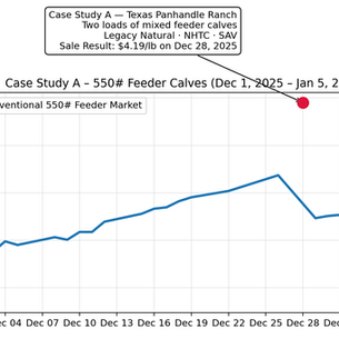 PVP Programs Still Have Value with Strong Cattle Markets!