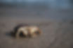 20241003-_OZ85322-Enhanced-NR.jpg