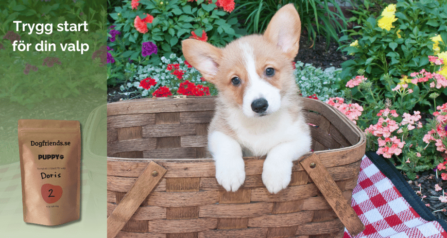 Dogfriends Puppy – trygg start för din nya valp