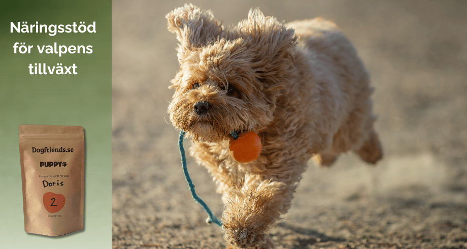 Dogfriends Puppy – tillskott för valpens tillväxt