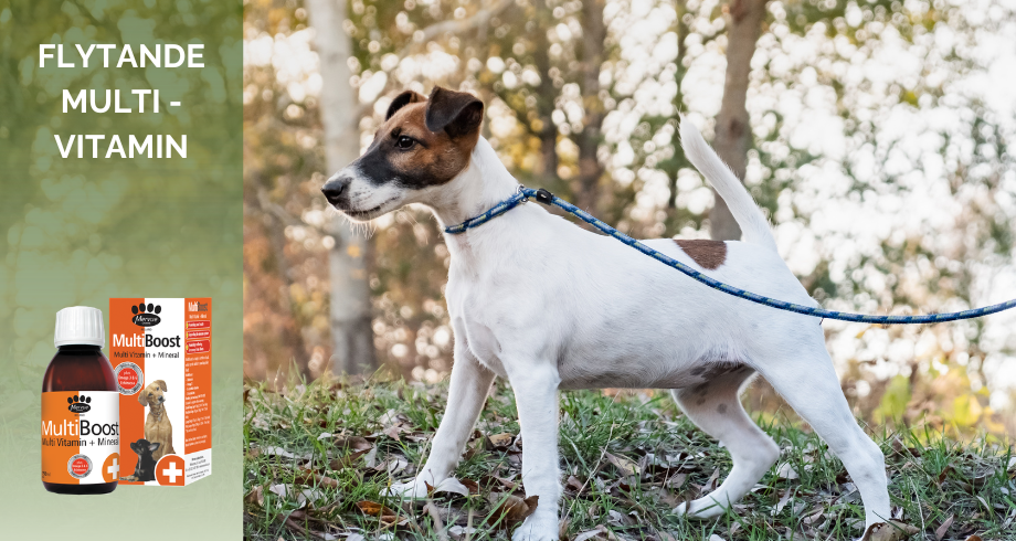 MultiBoost – Flytande Multivitamin för Hundar | Dogfriends