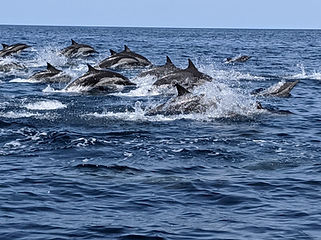 boating enthusiasts can take a guided tour to explore the islands and marine life