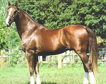 Clonagem Turbante JO