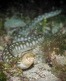 eel_shark_scorpion_Tiki_Feb8_PM (1 of 10).jpg