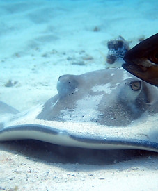 Southern stingray and a passenger