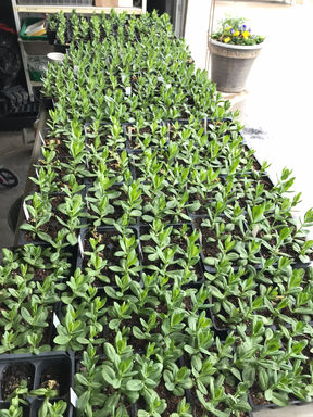 Plant babies waiting to go out into the fields