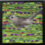 Cat Bird