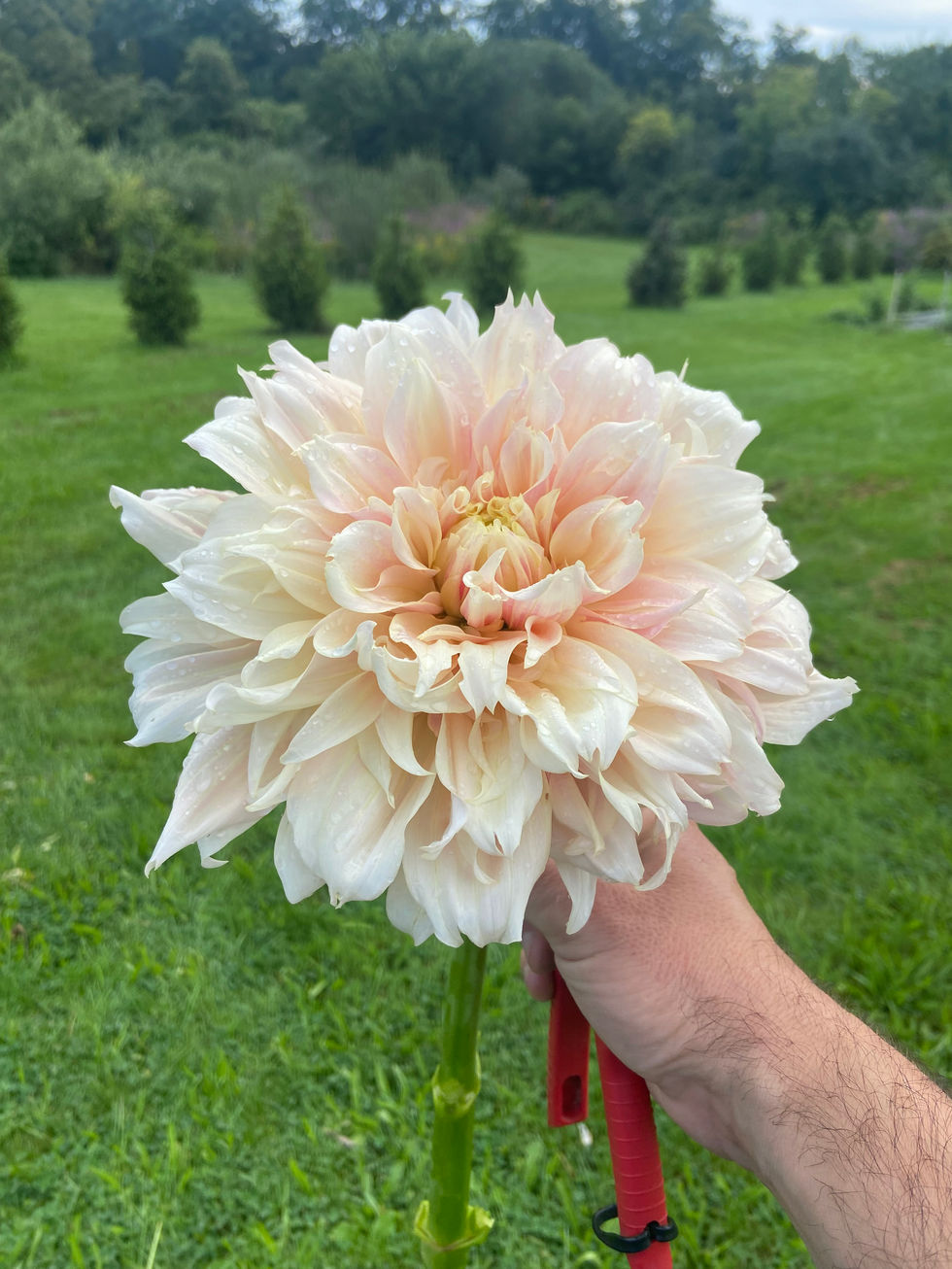 71474906319__BC81DEA9-9BBA-4F1F-BC81-36581DB4FCE6