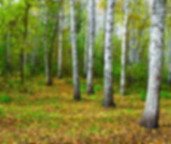 The Michaud Group - We’ll buy your land