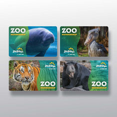 Design for the new ZooTampa membership cards that match the updated brand.