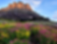 Pinnacles flowers_crp.png