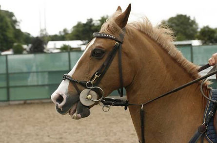 jumping-horse-unhappy-expression_edited.