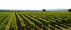 winexp - viñas - natural 2.png