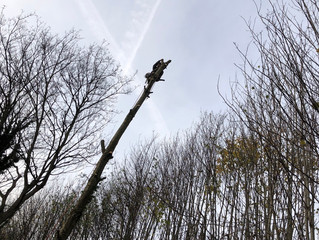 Cherry tree removal
