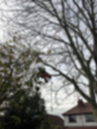 Tree pruning Leeds